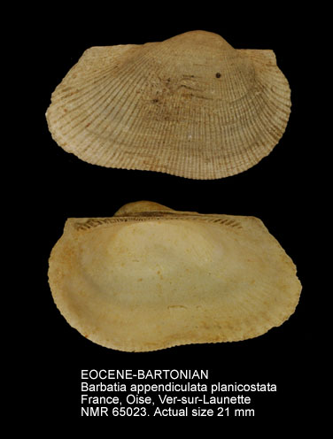 NMR993000065023A.jpg - EOCENE-BARTONIANBarbatia appendiculata planicostata(Deshayes,1829)