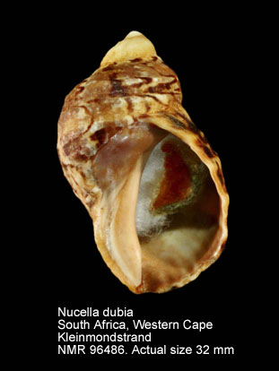 NMR993000096486A.jpg - Nucella dubia (Krauss,1848)