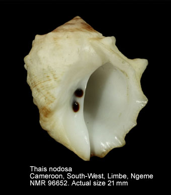 NMR993000096652A.jpg - Thais nodosa(Linnaeus,1758)