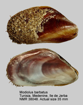 Home Natural History Museum Rotterdam Mollusca Bivalvia Mytilidae Modiolus Barbatus