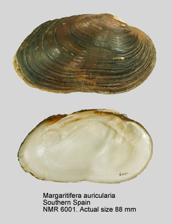 Margaritifera auricularia (Spengler, 1793)