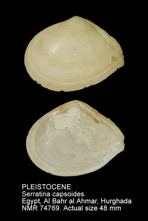 NMR993000074769A.jpg - PLEISTOCENE Serratna capsoides Lamarck,1818)